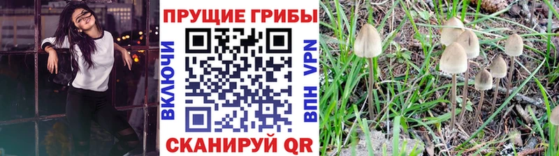 купить наркотик  Лосино-Петровский  kraken как войти  Псилоцибиновые грибы GOLDEN TEACHER 